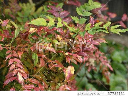 粳稻十大功勞 粳稻十大功勞 37786131