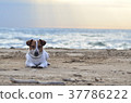 Sand play at the beach Sand covered dog 37786222
