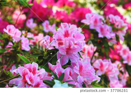Blooming azalea 37786281