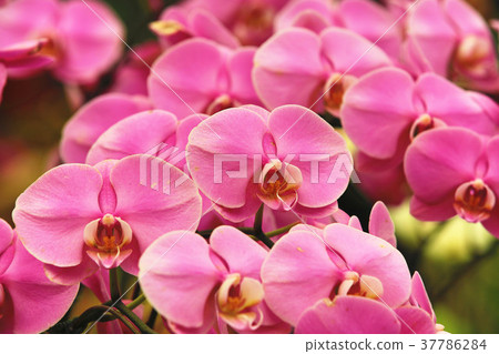 Blooming butterfly orchid 37786284