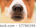 Dog's nose 37786399