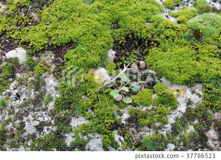 Green moss background Green moss background 37786523
