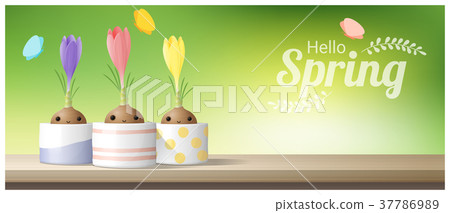 Hello Spring background with flower Crocuses 37786989