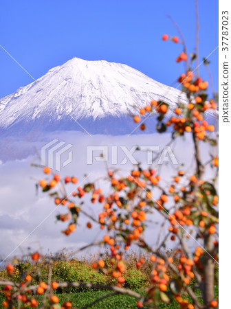Mt. Fuji in the fall-4729 Mt. Fuji in the fall-4729 37787023