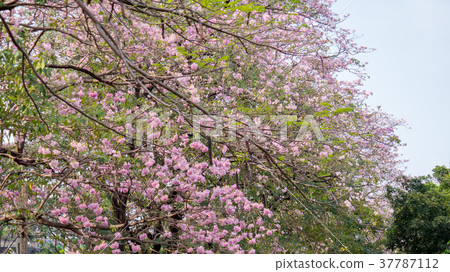 pink trumpet tree in garden pink trumpet tree in garden 37787112