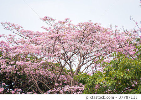 pink trumpet tree in garden pink trumpet tree in garden 37787113