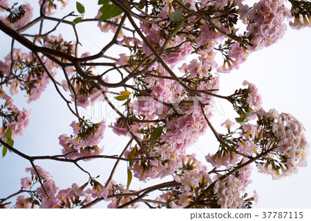 pink trumpet tree in garden pink trumpet tree in garden 37787115