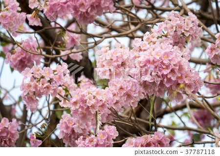 pink trumpet tree in garden pink trumpet tree in garden 37787118