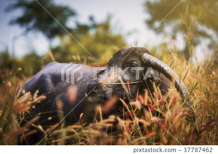 Thai buffalo Thai buffalo 37787462