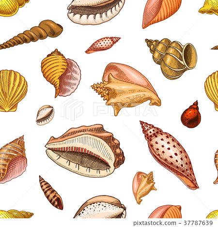 seamless pattern shells or mollusca different 37787639