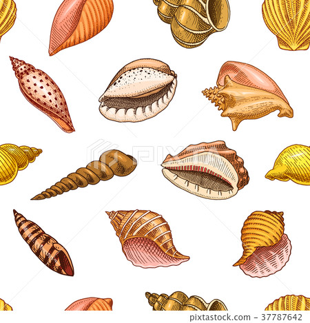 seamless pattern shells or mollusca different 37787642