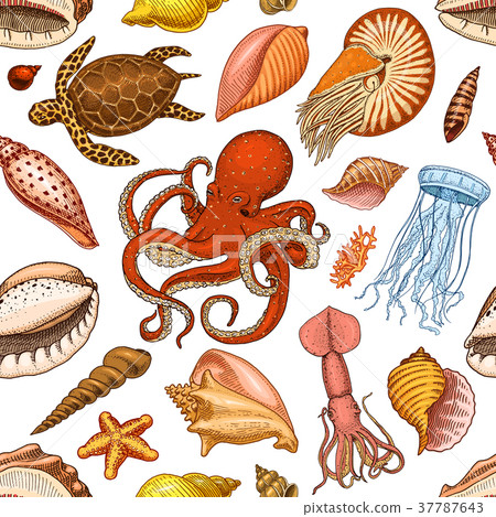 seamless pattern shells, seaweed and octopus and seamless pattern shells, seaweed and octopus and 37787643