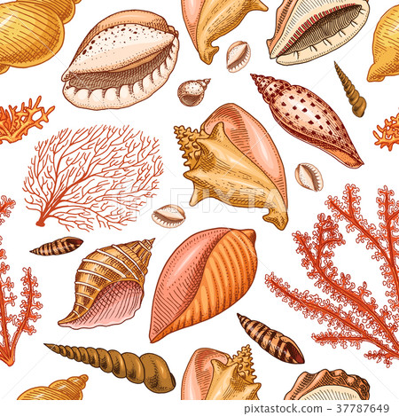 seamless pattern shells, seaweed and mollusca 37787649