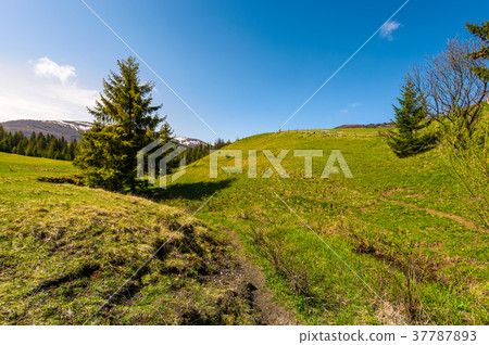 path along the grassy slope in forested area path along the grassy slope in forested area 37787893