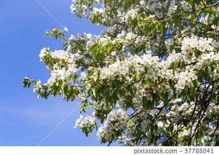 Spring flowers series 37788041