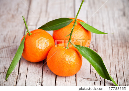 fresh tangerines with leaves fresh tangerines with leaves 37788365