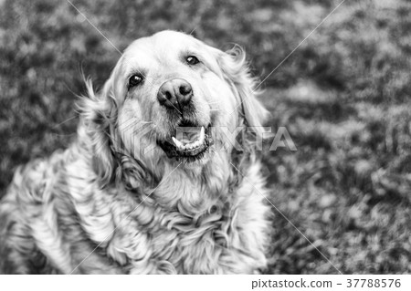 old golden retriever dog 37788576