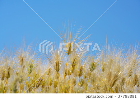 琵琶湖的麥田 琵琶湖的麥田 37788881