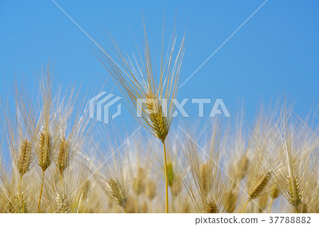 琵琶湖的麥田 琵琶湖的麥田 37788882