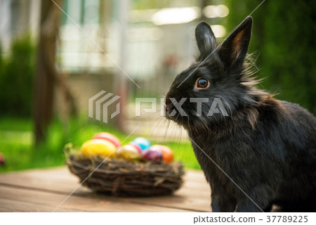 easter rabbit and easter eggs. easter rabbit and easter eggs. 37789225