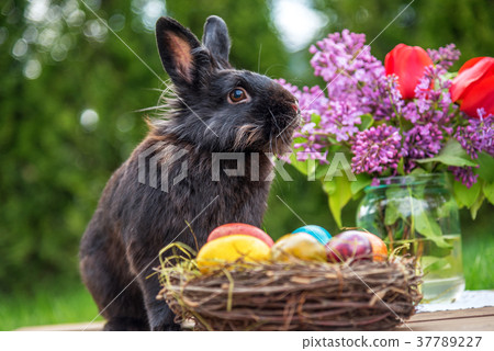 easter rabbit and easter eggs. easter rabbit and easter eggs. 37789227