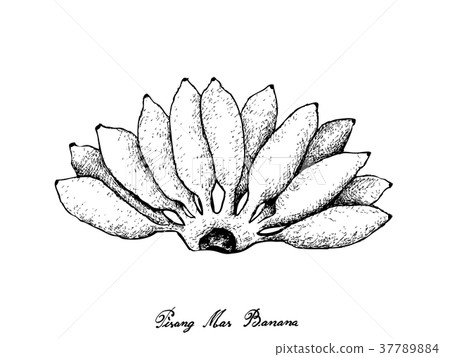 Hand Drawn of Fresh Ripe Pisang Mas Banana Hand Drawn of Fresh Ripe Pisang Mas Banana 37789884