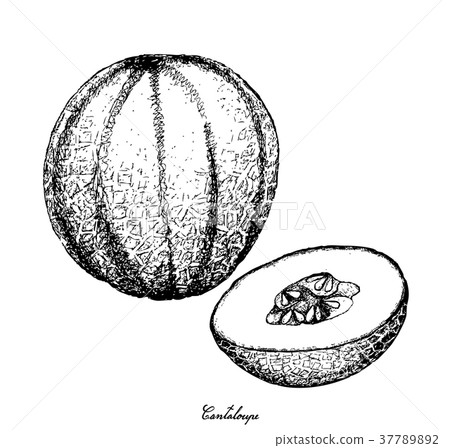 Hand Drawn of Cantaloupe Fruit on White Background 37789892