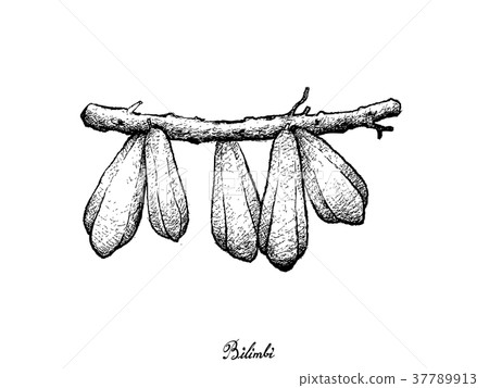 Hand Drawn of Bilimbi Fruits on White Background 37789913