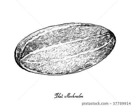 Hand Drawn of Thai Muskmelon on White Background 37789914