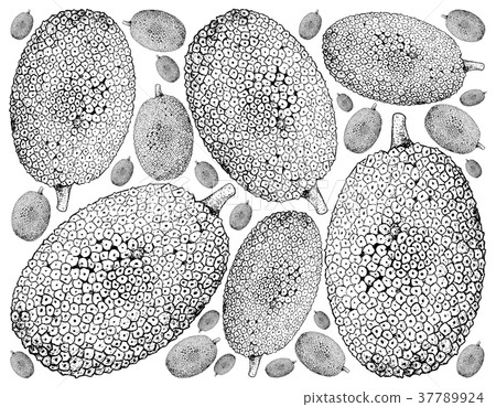 Hand Drawn of Ripe Jackfruit on White Background 37789924