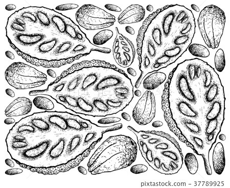 Hand Drawn of Ripe Jackfruit on White Background 37789925