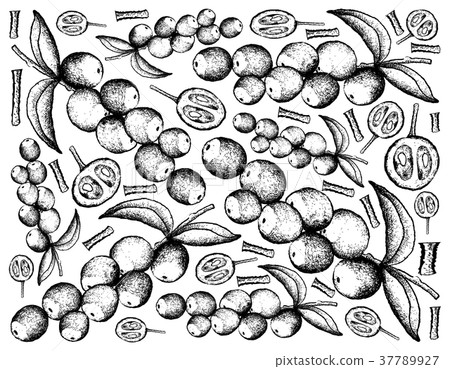 Hand Drawn of Camu Camu Fruits on White Background Hand Drawn of Camu Camu Fruits on White Background 37789927