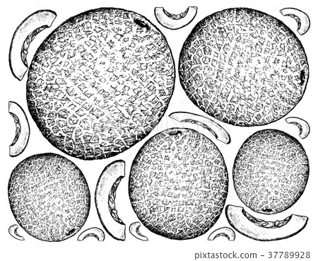 Hand Drawn of Cantaloupe Fruit on White Background 37789928