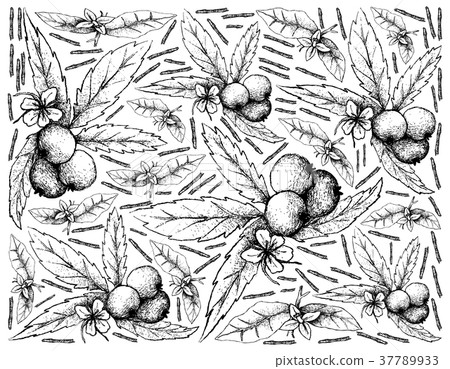 Muntingia Calabura Fruits on White Background Muntingia Calabura Fruits on White Background 37789933