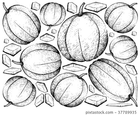 Hand Drawn of Muskmelon Fruit on White Background 37789935
