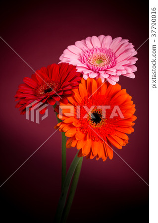 Red orange pink gerbera flowers Red orange pink gerbera flowers 37790016