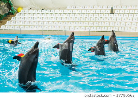Dolphin show in the Dolphinarium Dolphin show in the Dolphinarium 37790562