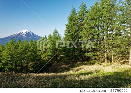 Mt. Fuji of fresh green larch and remaining snow 37790931