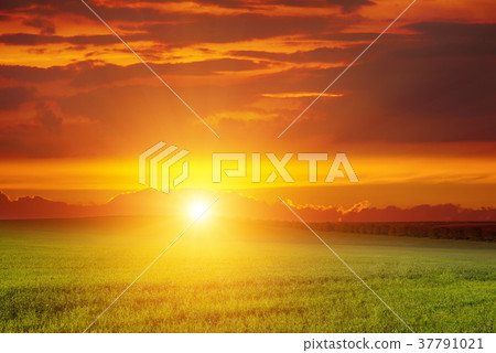 Scenic landscape sunrise over green wheat field. Scenic landscape sunrise over green wheat field. 37791021