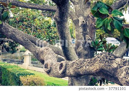 The Royal Palace gardens, Aranjuez,Community  37791101
