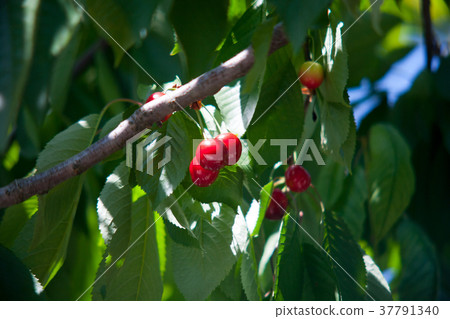 Cherry basket cherry tree branch fresh cherries Cherry basket cherry tree branch fresh cherries 37791340