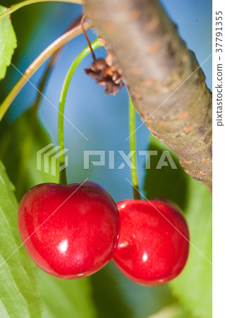Cherry basket cherry tree branch fresh cherries Cherry basket cherry tree branch fresh cherries 37791355