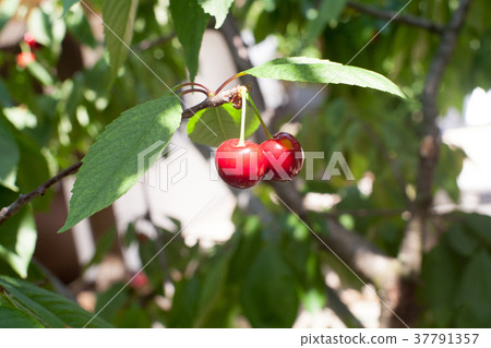 Cherry basket cherry tree branch fresh cherries Cherry basket cherry tree branch fresh cherries 37791357