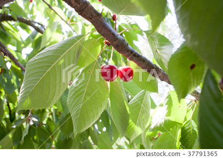 Cherry basket cherry tree branch fresh cherries Cherry basket cherry tree branch fresh cherries 37791365