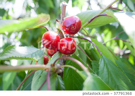 Cherry basket cherry tree branch fresh cherries Cherry basket cherry tree branch fresh cherries 37791368