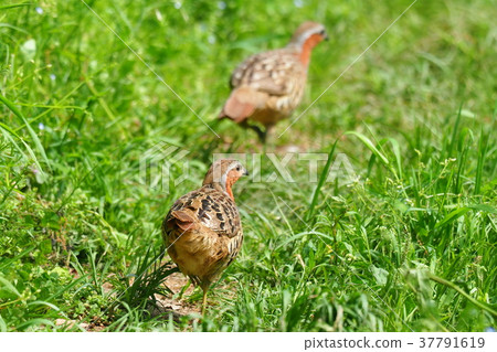 Jujube Jujube 37791619