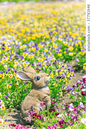 三色堇中的兔子（雕像） 37791646