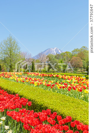 鬱金香花田和Daisen與清爽的新鮮綠葉（鳥取縣） 37791647