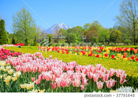 鬱金香花田和Daisen與清爽的新鮮綠葉(鳥取縣) 鬱金香花田和Daisen與清爽的新鮮綠葉(鳥取縣) 37791648