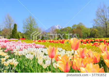 Tulip flower fields and Daisen with refreshing fresh greenery (Tottori Prefecture) 37791652